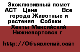 Эксклюзивный помет АСТ › Цена ­ 30 000 - Все города Животные и растения » Собаки   . Ханты-Мансийский,Нижневартовск г.